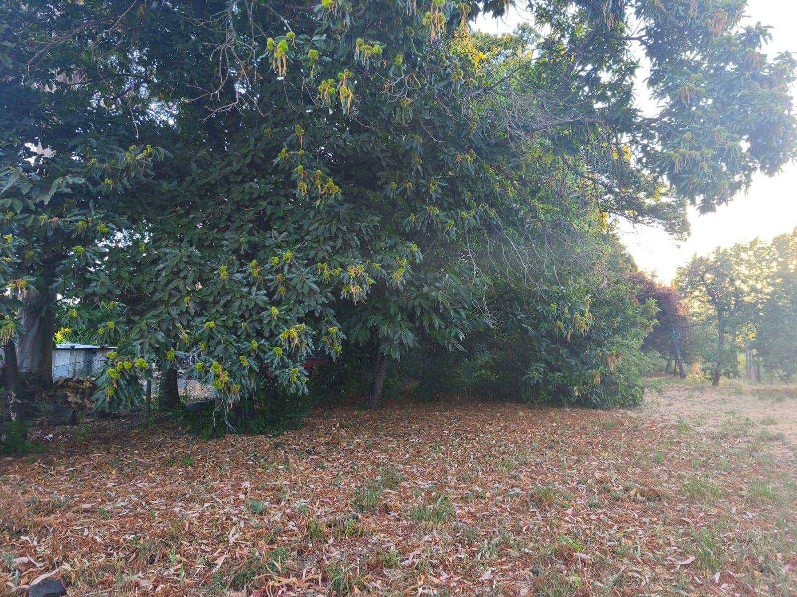 Árbol de gran copa dentro del terreno