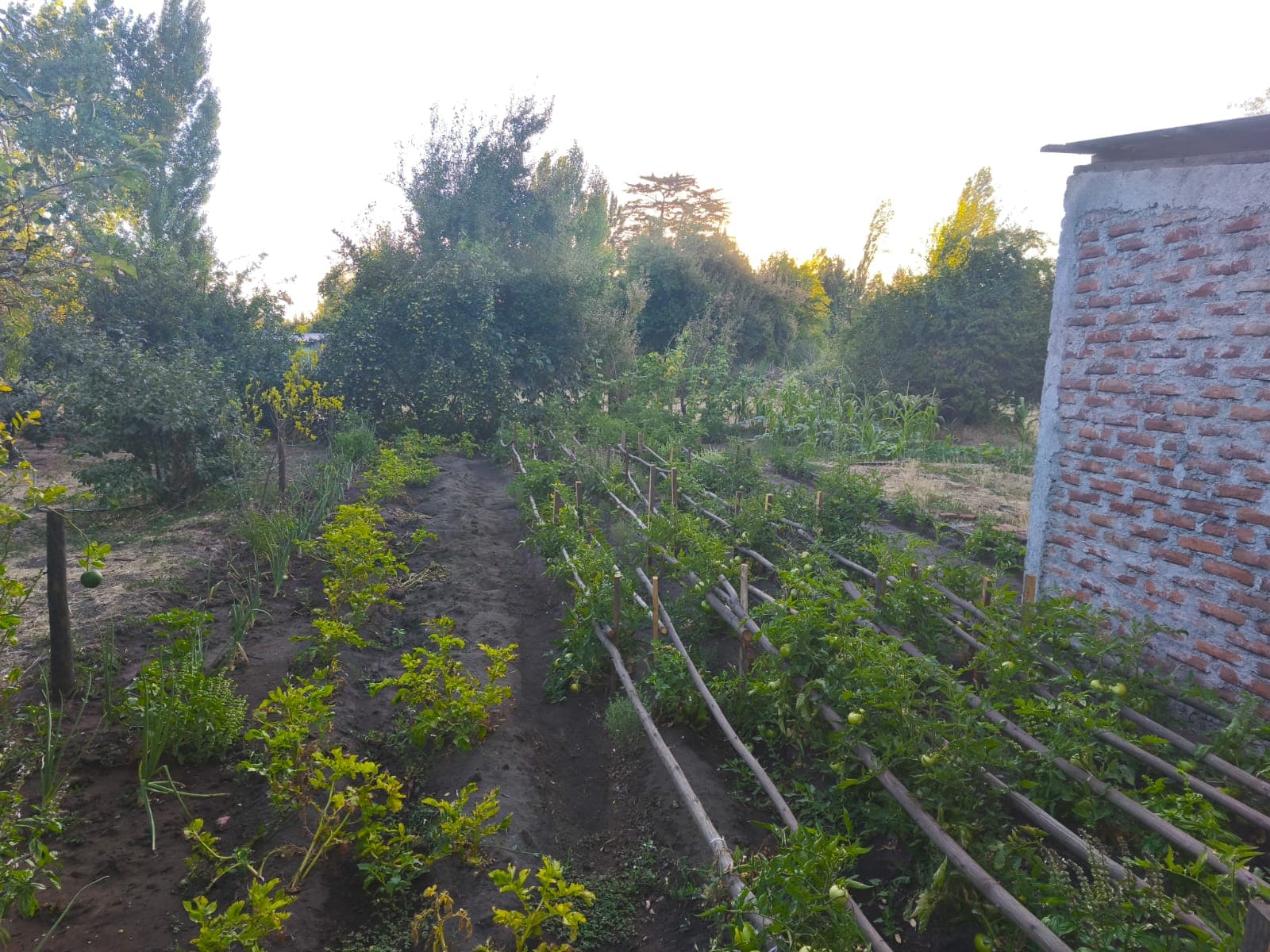 Huerta y vegetación de Quinta Santa Luisa